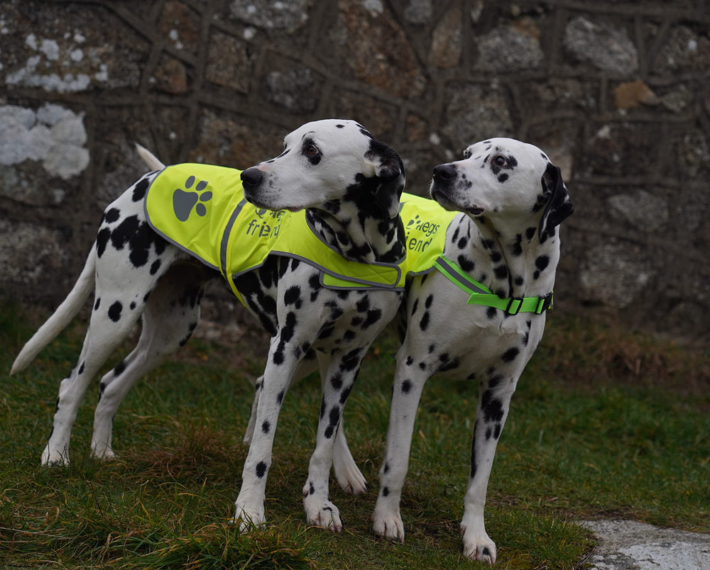 4LegsFriend lightweight-dog-vest offers unobtrusive comfort during outdoor adventures