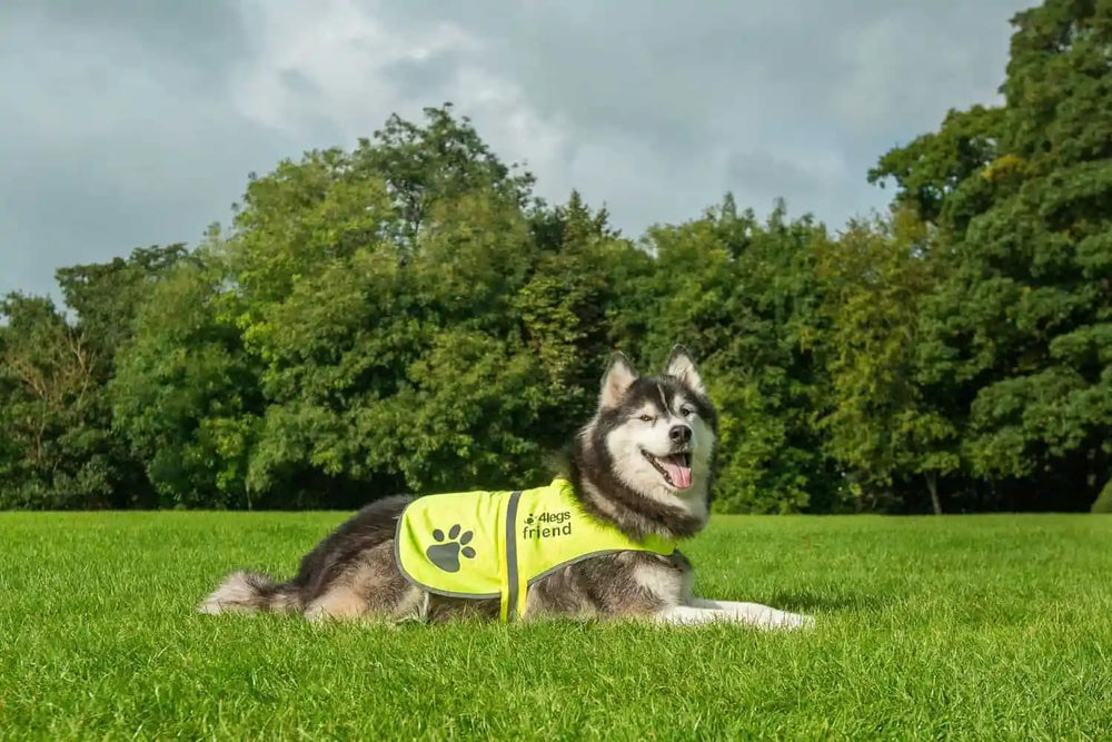 4LegsFriend safety vest on dog during a dusk walk highlighting adjustable straps
