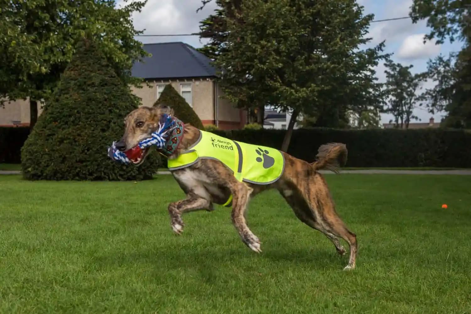4LegsFriend safety vest neon-yellow close-up with reflective panels for nighttime visibility
