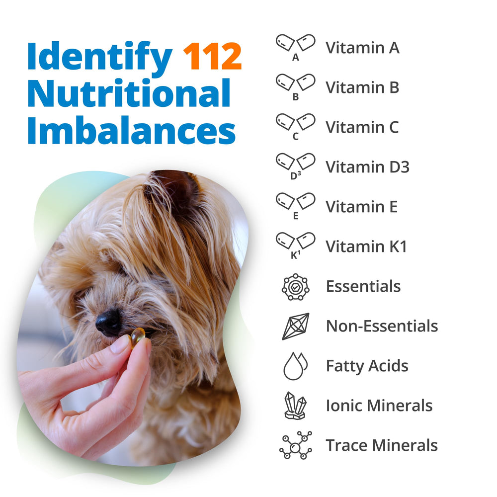 5Strands insights may help restore pet energy through nutrition.
