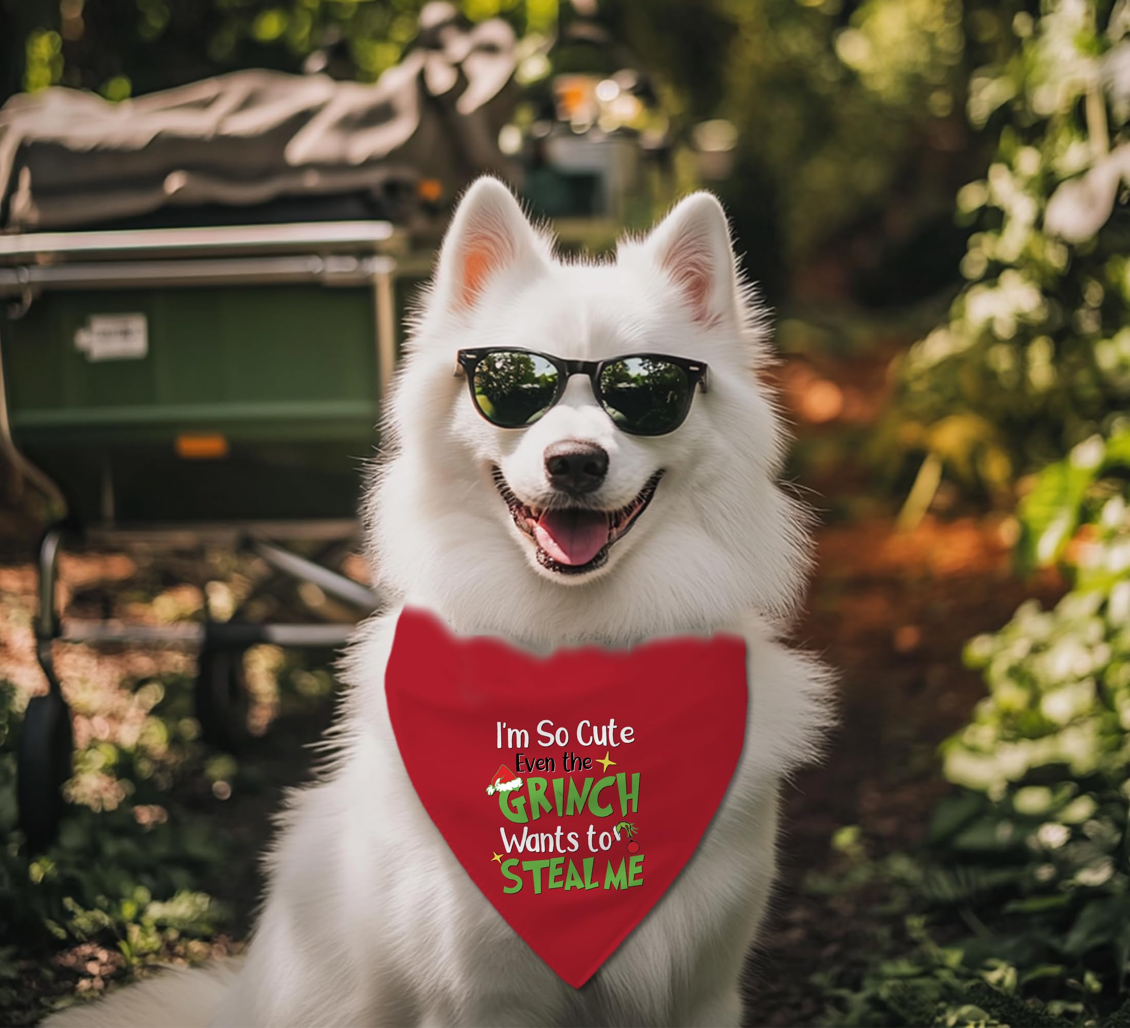 68Win Christmas dog posing with green and red bandana.