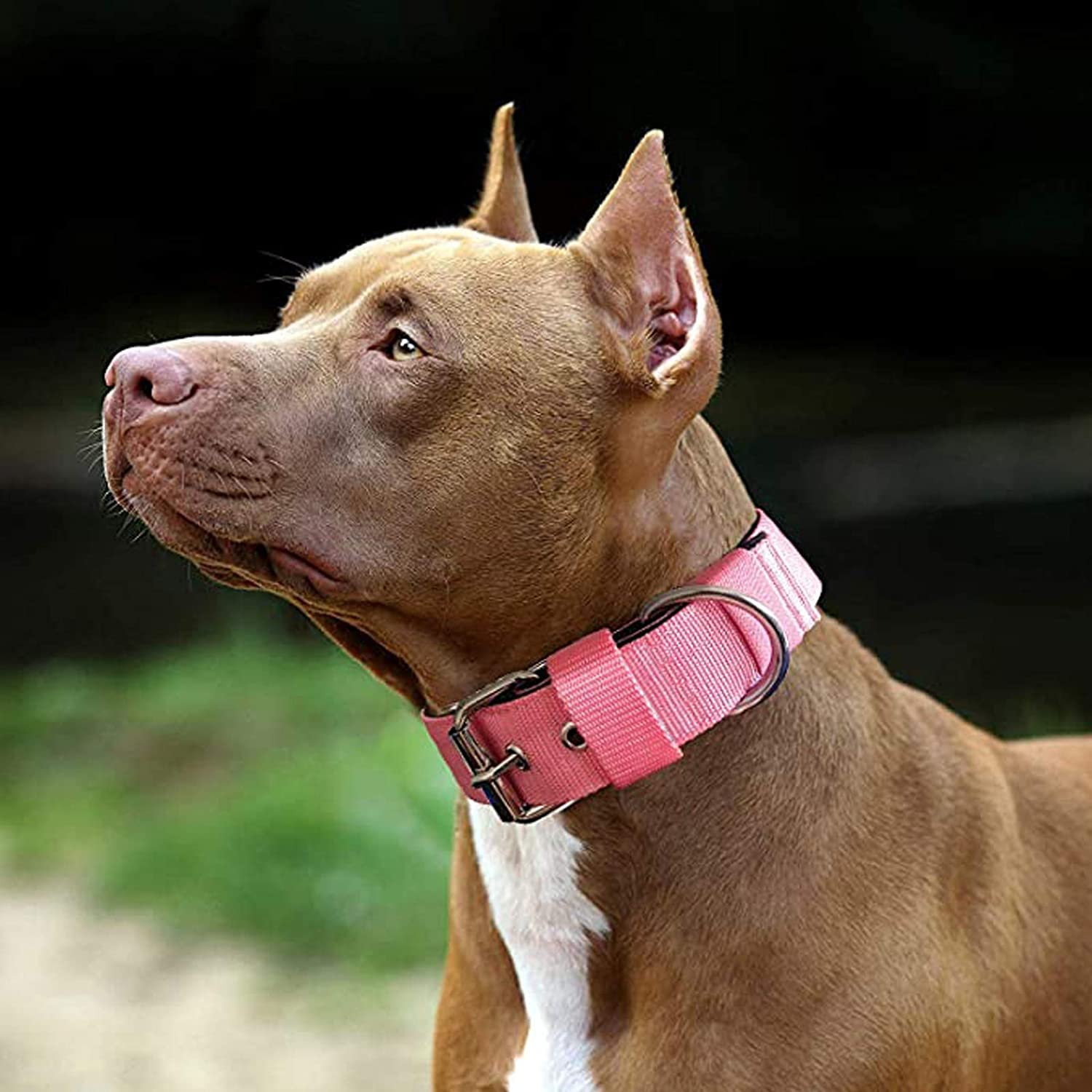AaufiLux collar in action during training shows rugged durability.