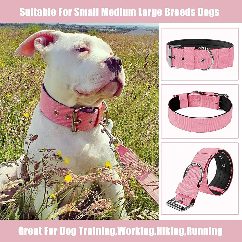 AaufiLux lifestyle shot on a medium-large dog highlights secure fit.
