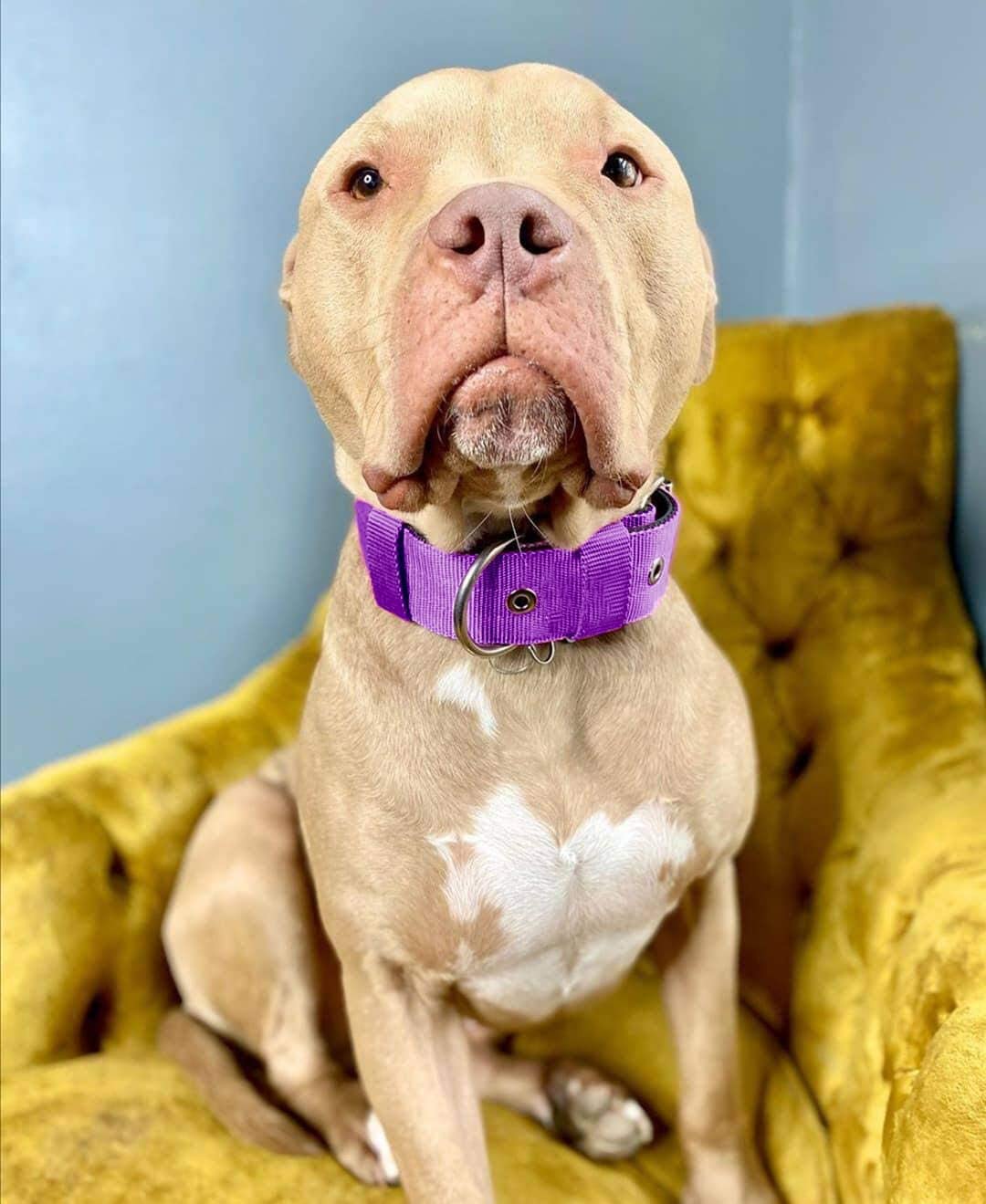AaufiLux heavy-duty tactical dog collar size XL to fit medium and large dogs.
