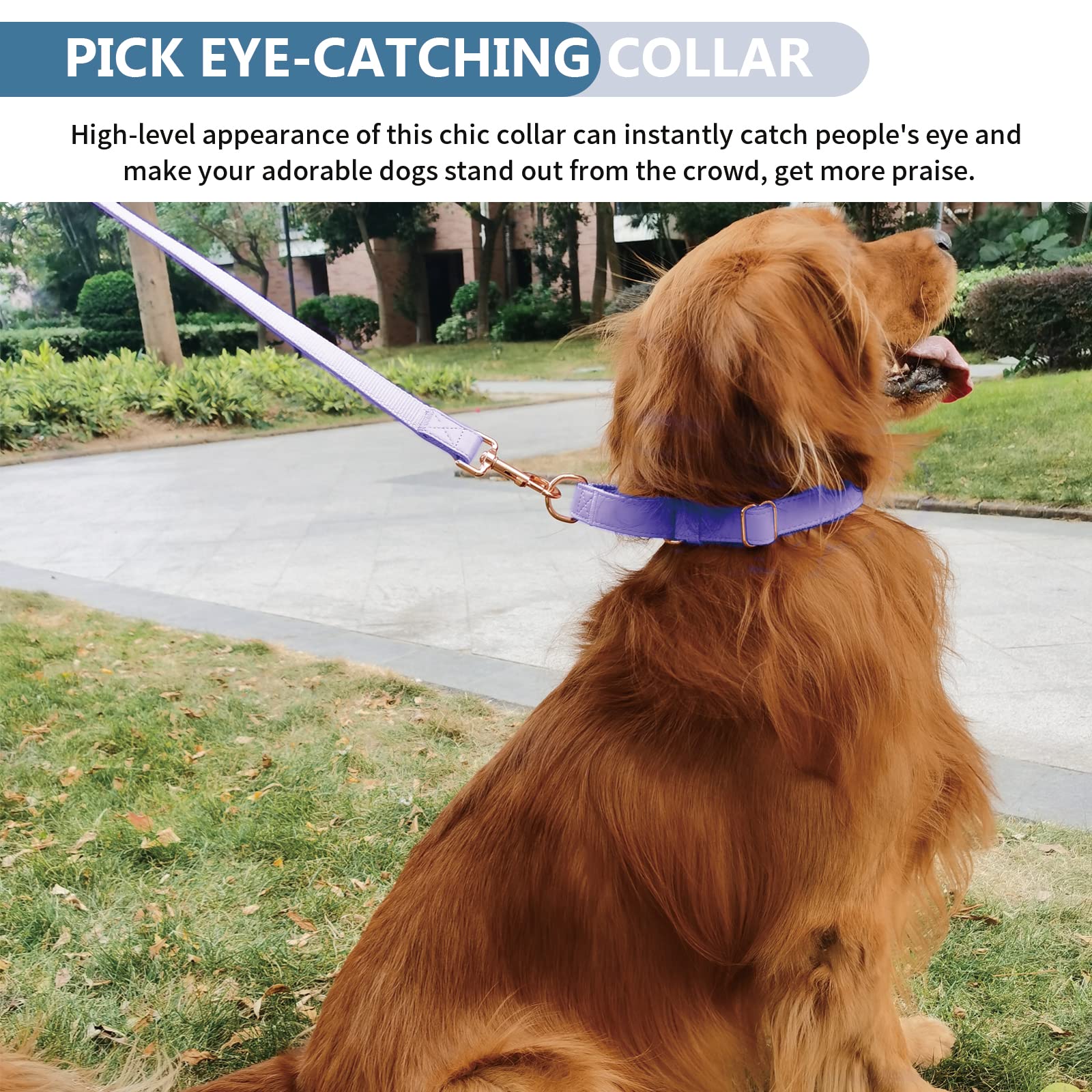 AaufiLux dog wearing the purple Martingale set during a walk.