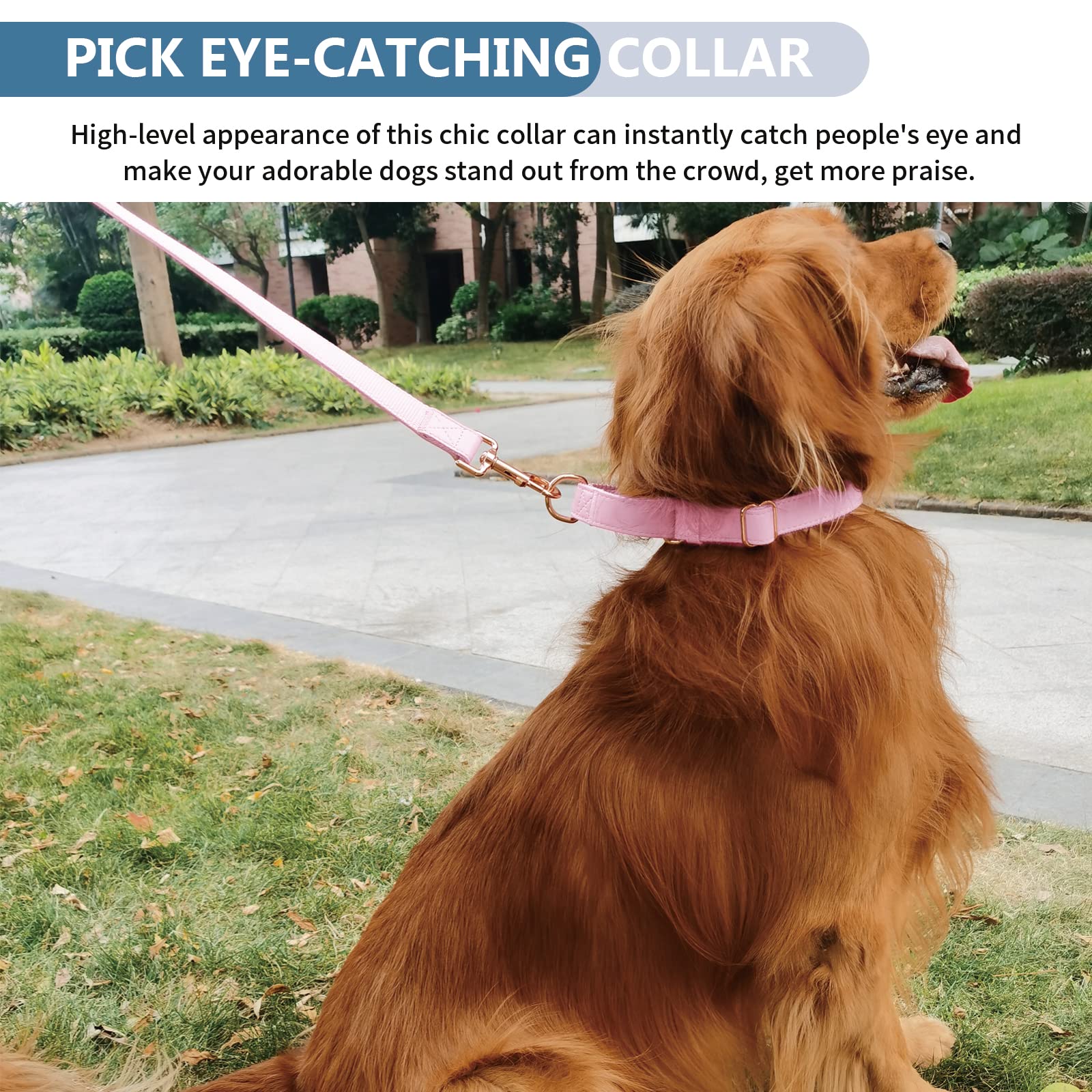 AaufiLux puppy to large dog walk image conveys daily wear across breeds.