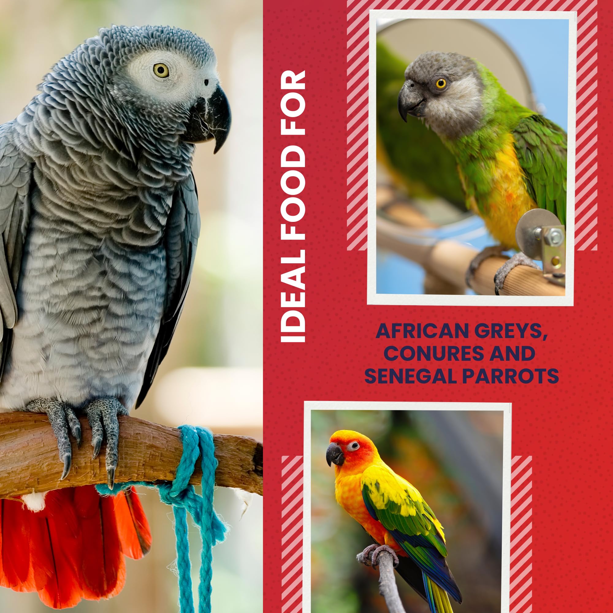ABBA 1400 feeding scene with African Grey enjoying a nutritious mix