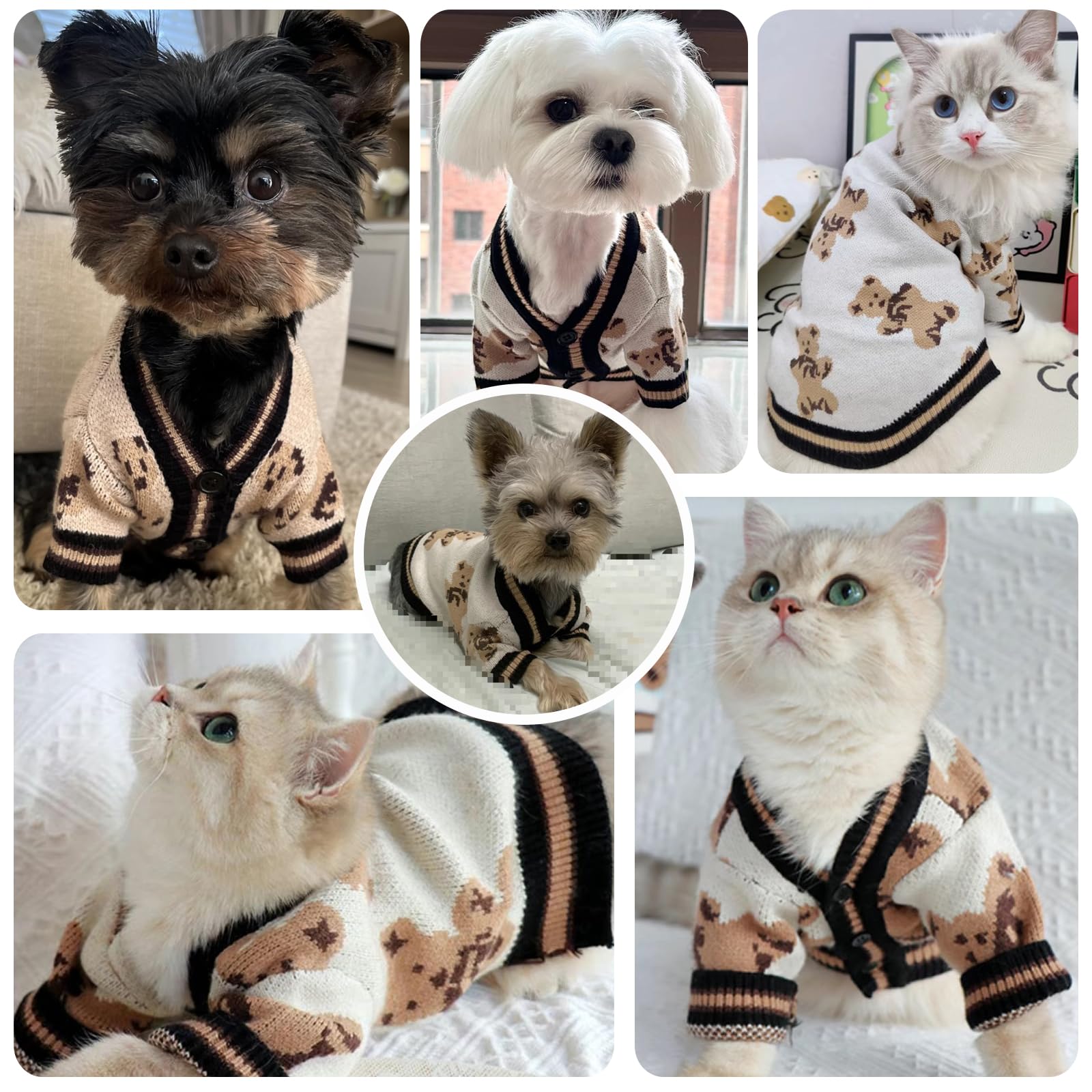 ABRRLO dog cardigan bear pattern worn during daily life.
