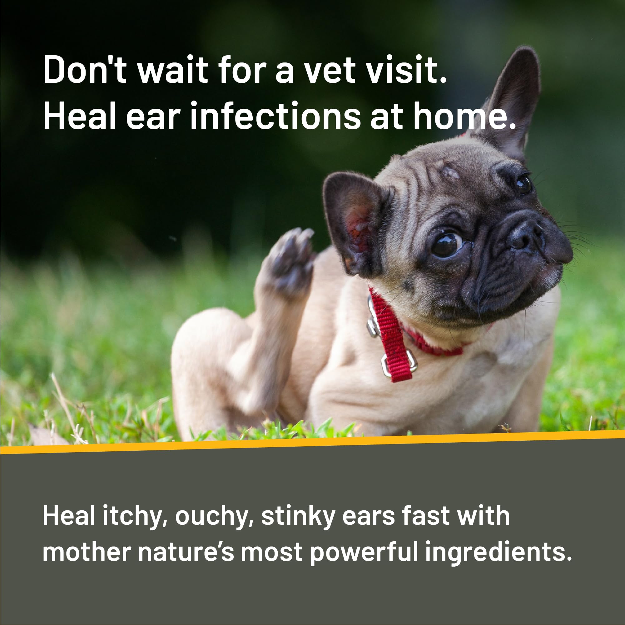 Absorbine Silver Honey ear drops applied to a cat's ear for gentle care.