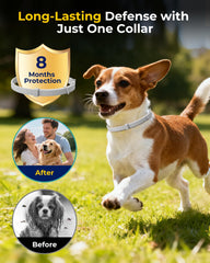 Accecraft flea collar on a small dog neck demonstrates adjustable fit for growing pets