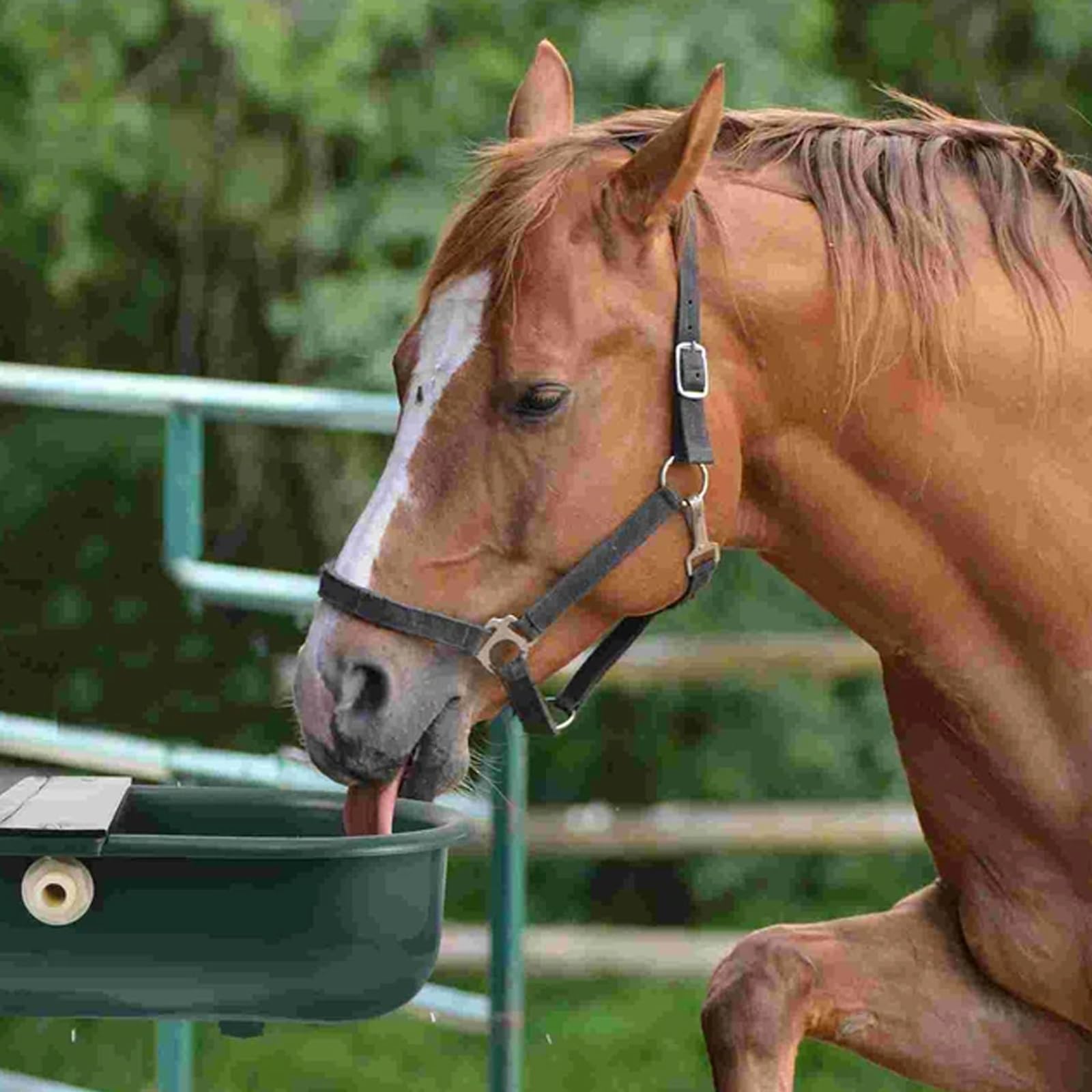 Achicklead versatile water fountain suitable for yard, garden, and farm setups