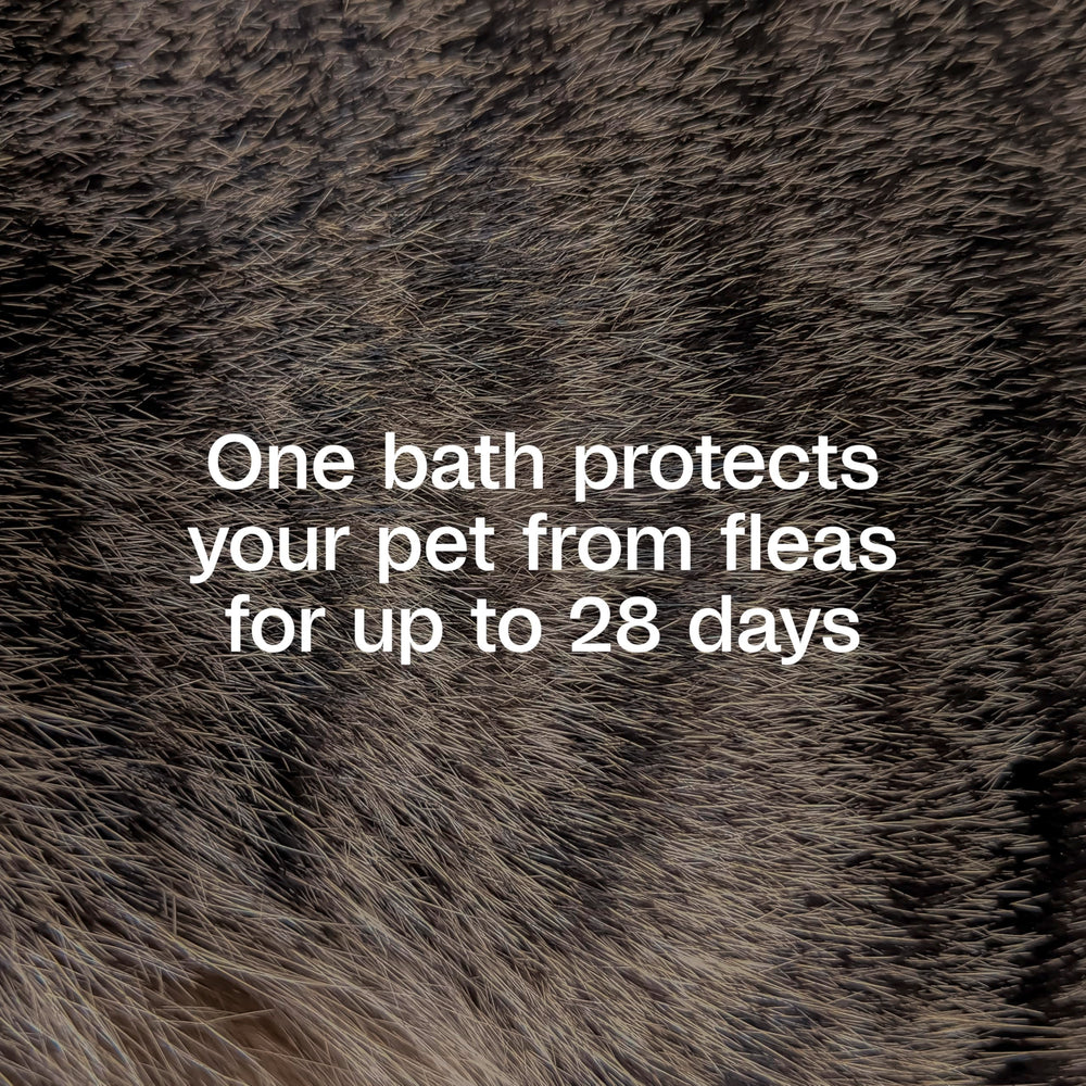IGR bottle label highlighting up to 28 day flea life cycle protection.