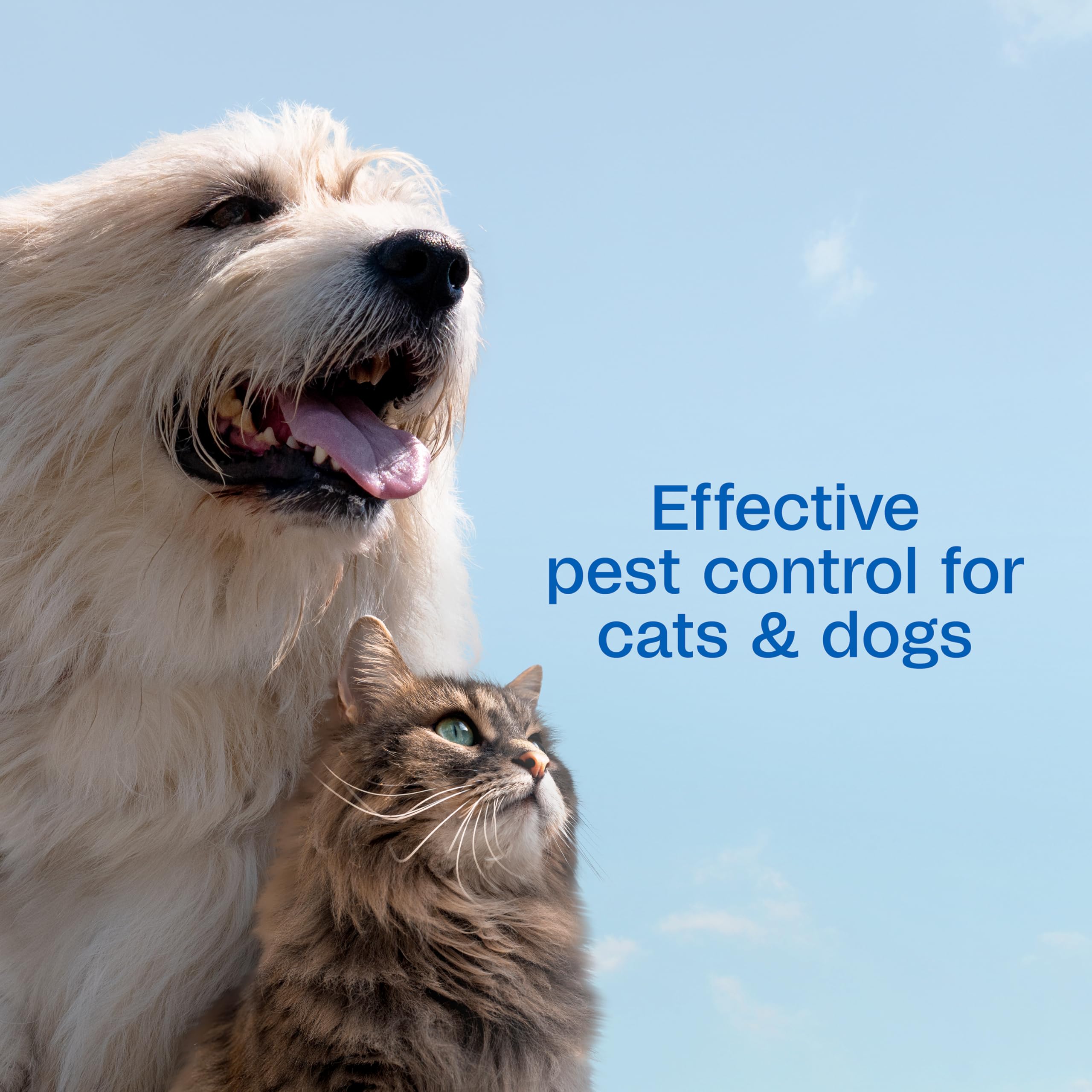 ADAMS Plus Flea & Tick Spray on a cat offers safe, efficient pest control.