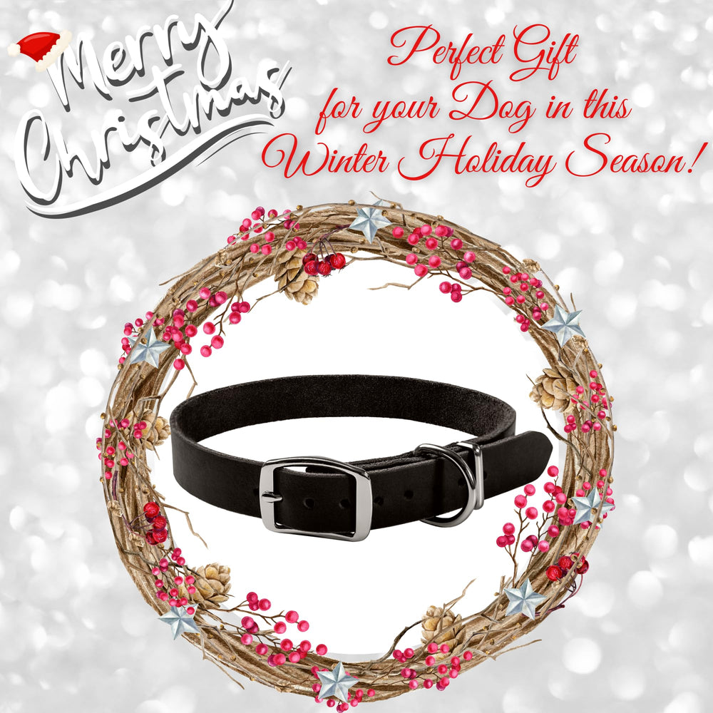 ADITYNA collar featuring D-rings for reliable leash connection.