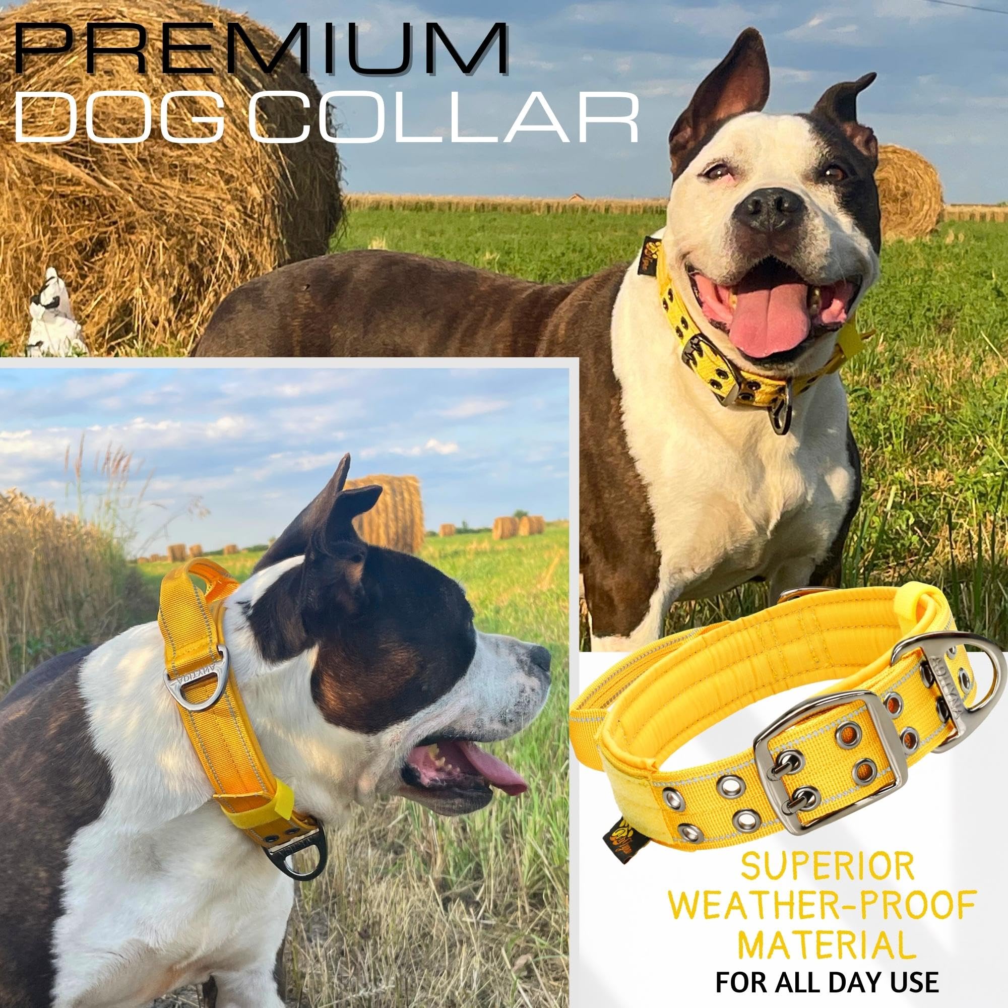 ADITYNA large-breed collar in walking scenario shows practicality
