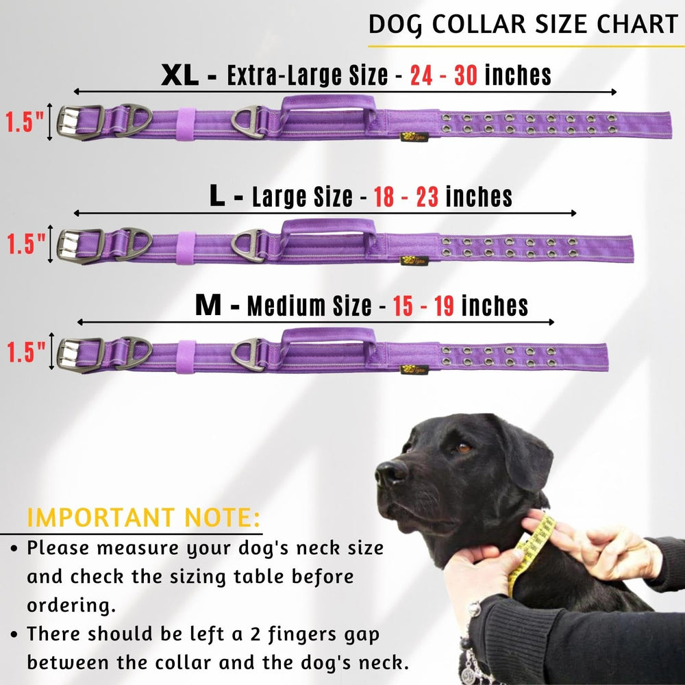ADITYNA D-ring leash-ready collar provides strong leash attachment and security