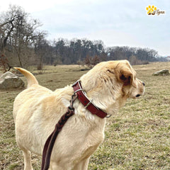 ADITYNA double-buckle leather collar with dual D-rings for secure training sessions.