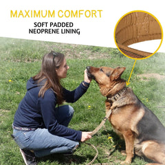 ADITYNA heavy-duty dog collar D-ring and nylon webbing detail for secure leash.