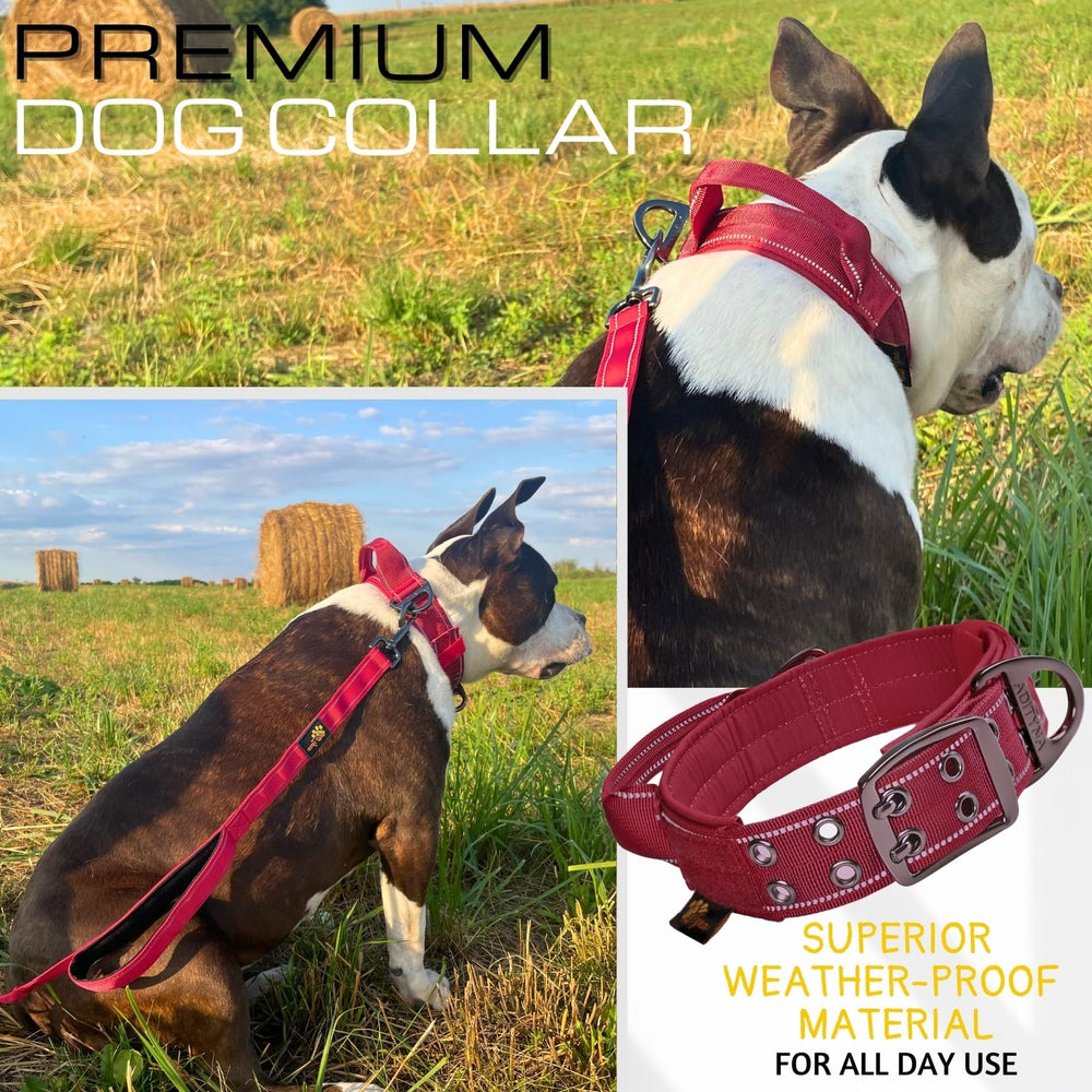 ADITYNA heavy-duty dog collar burgundy reflective stitching for safer night walks.