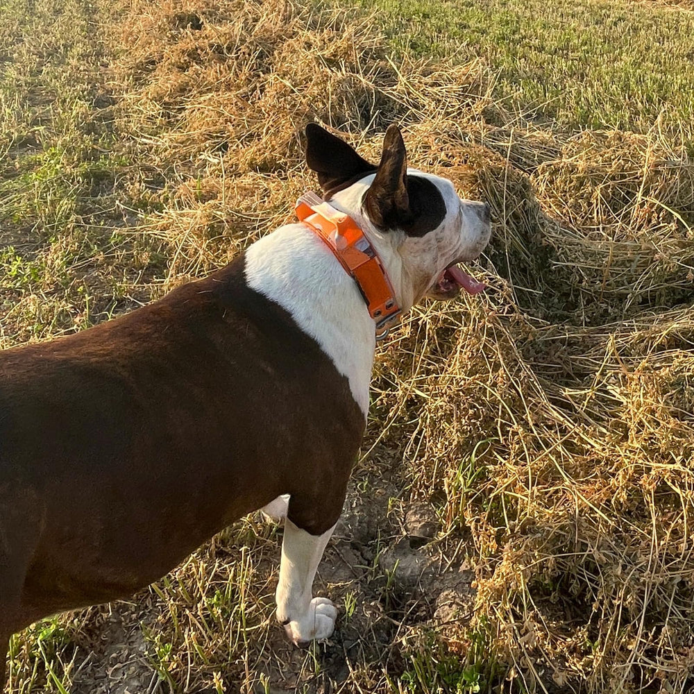 ADITYNA camo orange collar during a walk in a busy area for safety