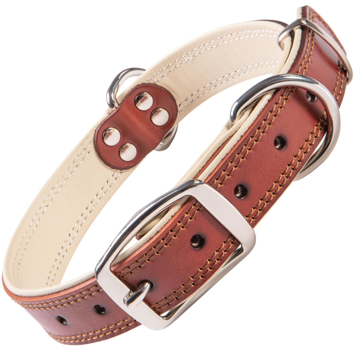 ADITYNA heavy-duty leather collar on a small dog, padded for comfortable daily walks.