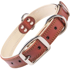 ADITYNA heavy-duty leather collar on a small dog, padded for comfortable daily walks.