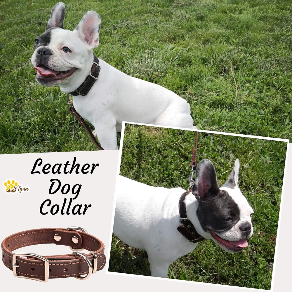 ADITYNA heavy-duty collar with double buckle and d-rings for added security.