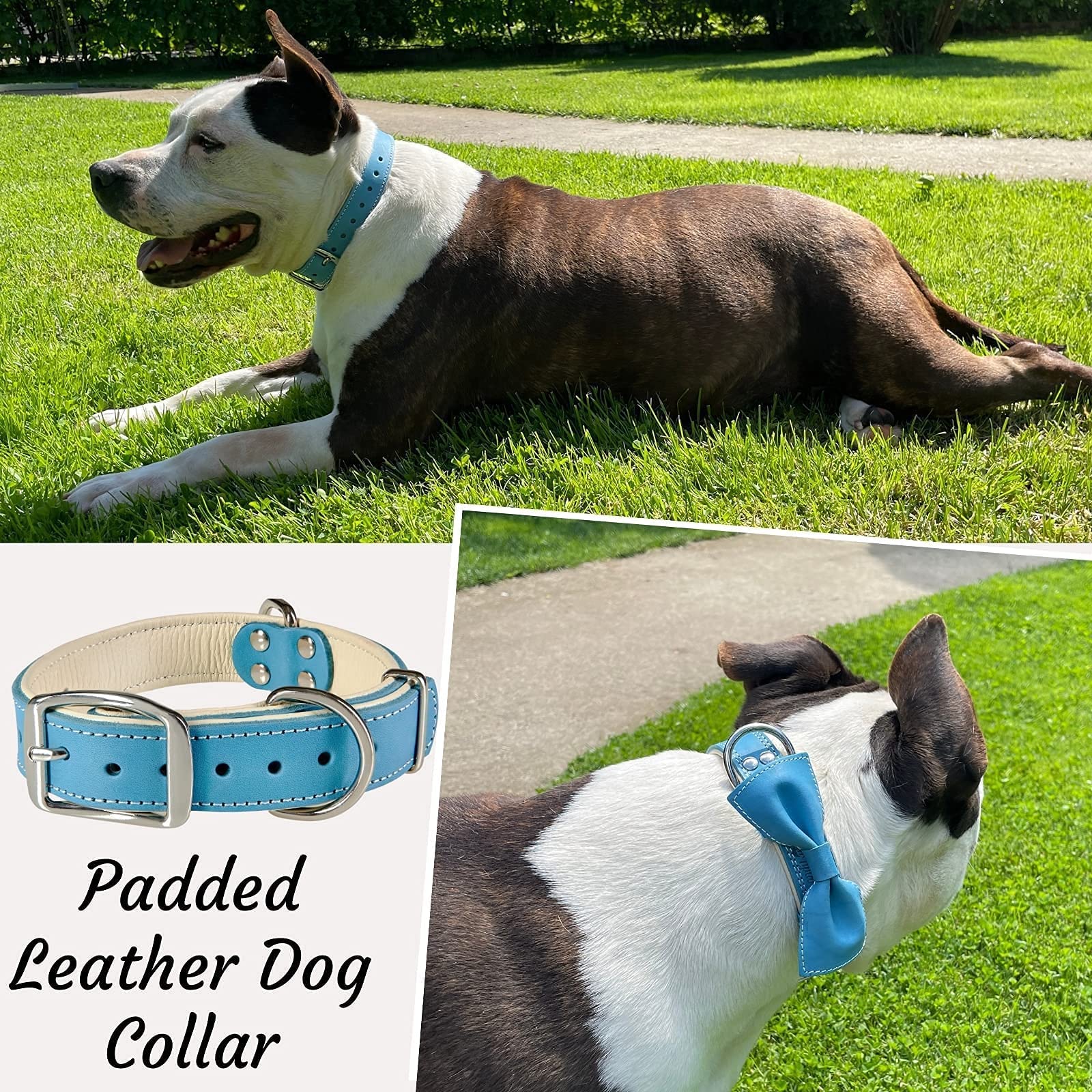 ADITYNA dog collar showing dual D rings for secure leash attachment.