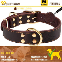 ADITYNA leather collar during a walk demonstrates stylish design and reliable control