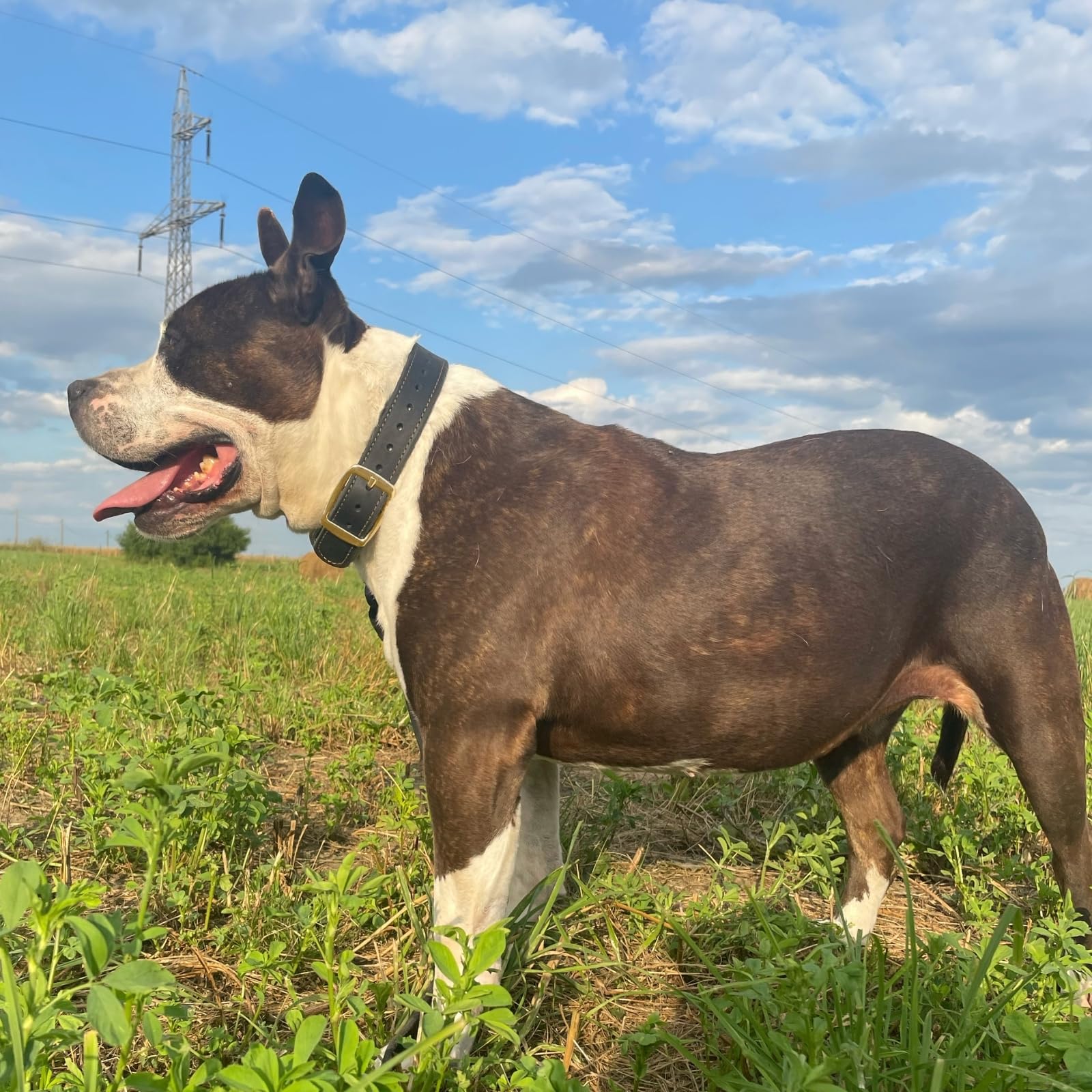 ADITYNA heavy-duty leather dog collar size chart helps fit accurately