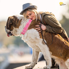 ADITYNA heavy-duty pink leather dog collar double D-rings enable leash options and training versatility