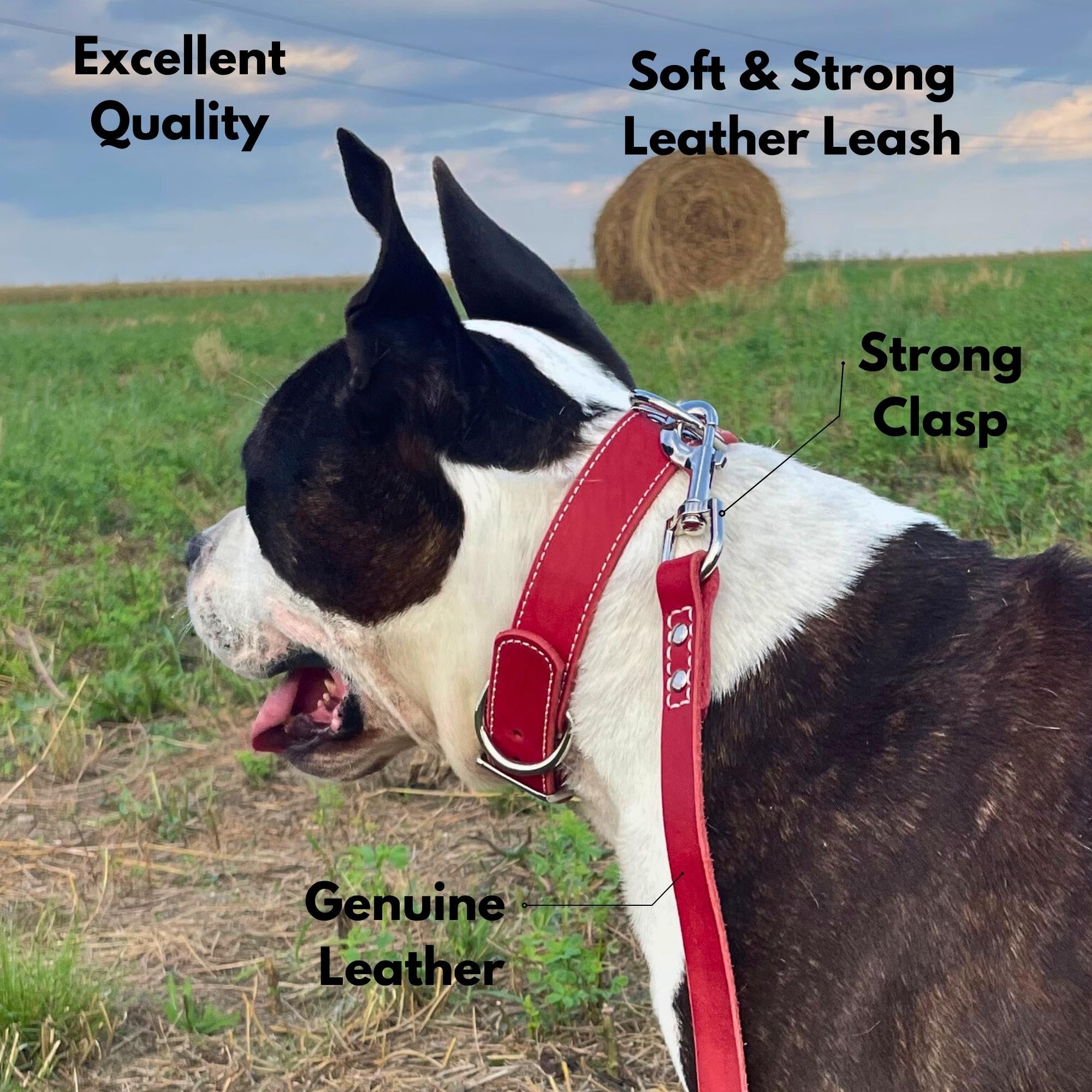 ADITYNA leather leash shown in walk setup highlights practical use for medium and large breeds.