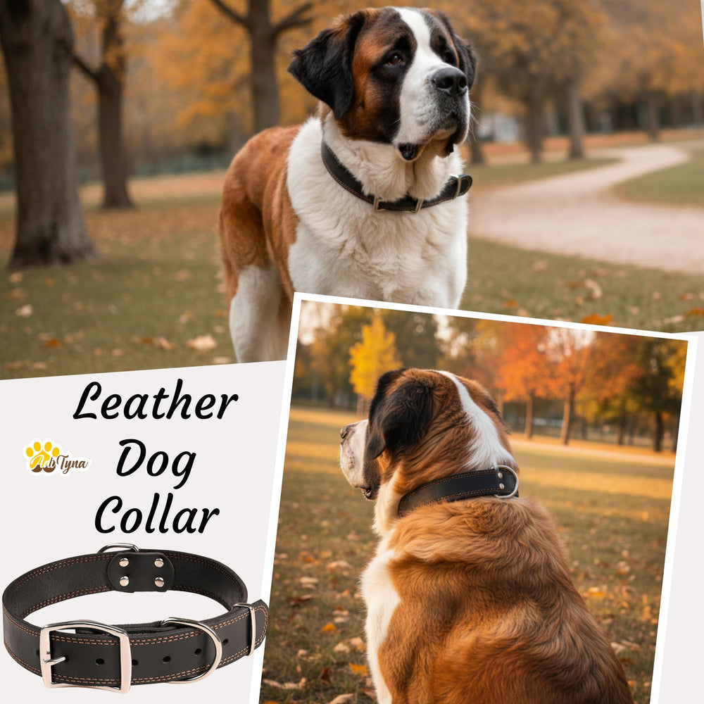 ADITYNA leather collar with two D-rings offers versatile leash attachments for control