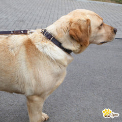 ADITYNA leather collar XL close-up shows D-ring for training control.
