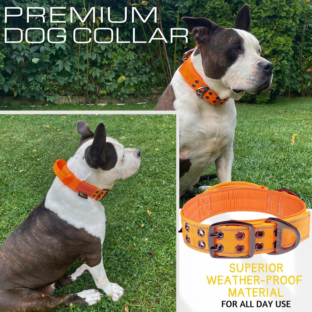 ADITYNA orange collar walking scene showcasing safety and training-ready design