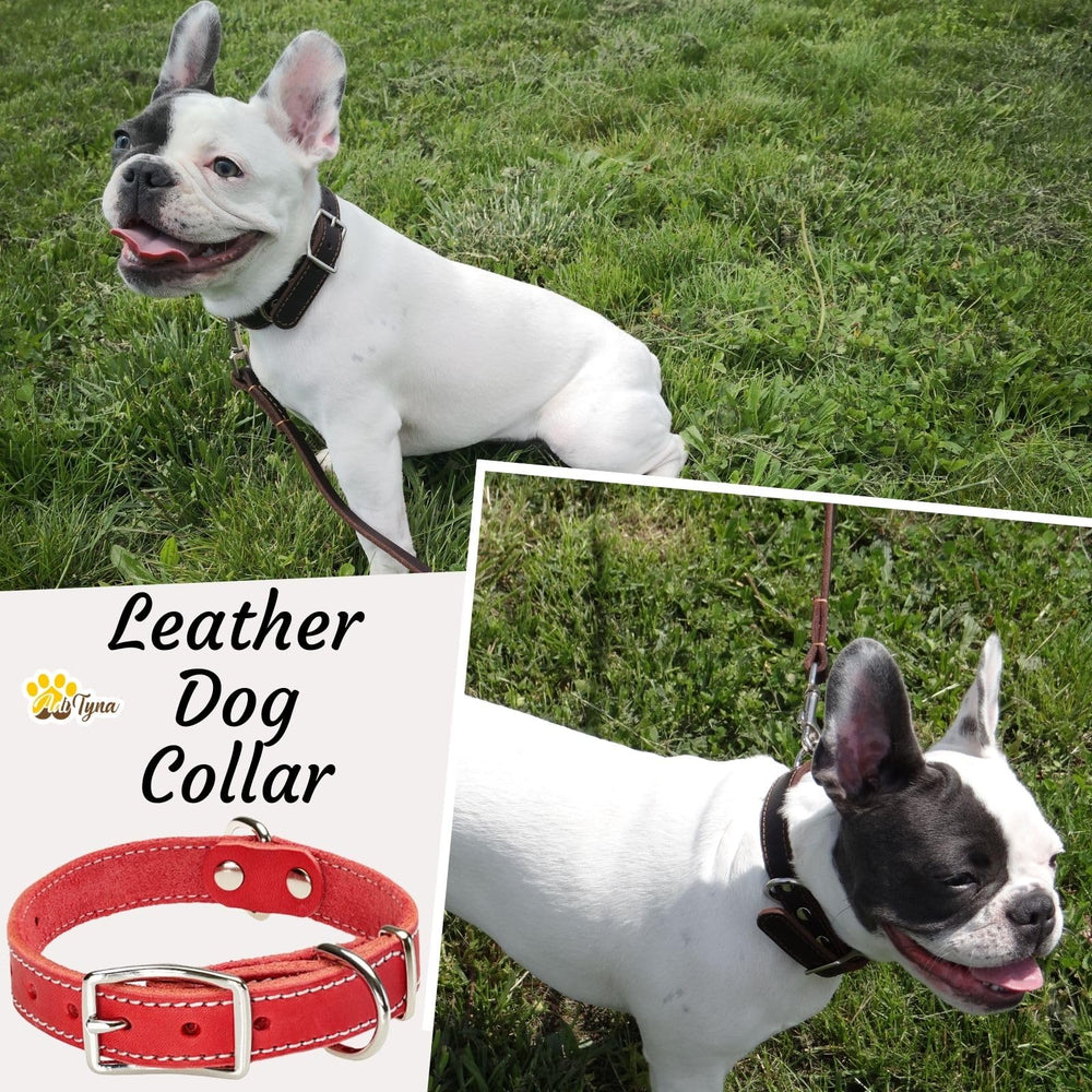 ADITYNA stylish-puppy-walk-collar red on small dog for daily wear