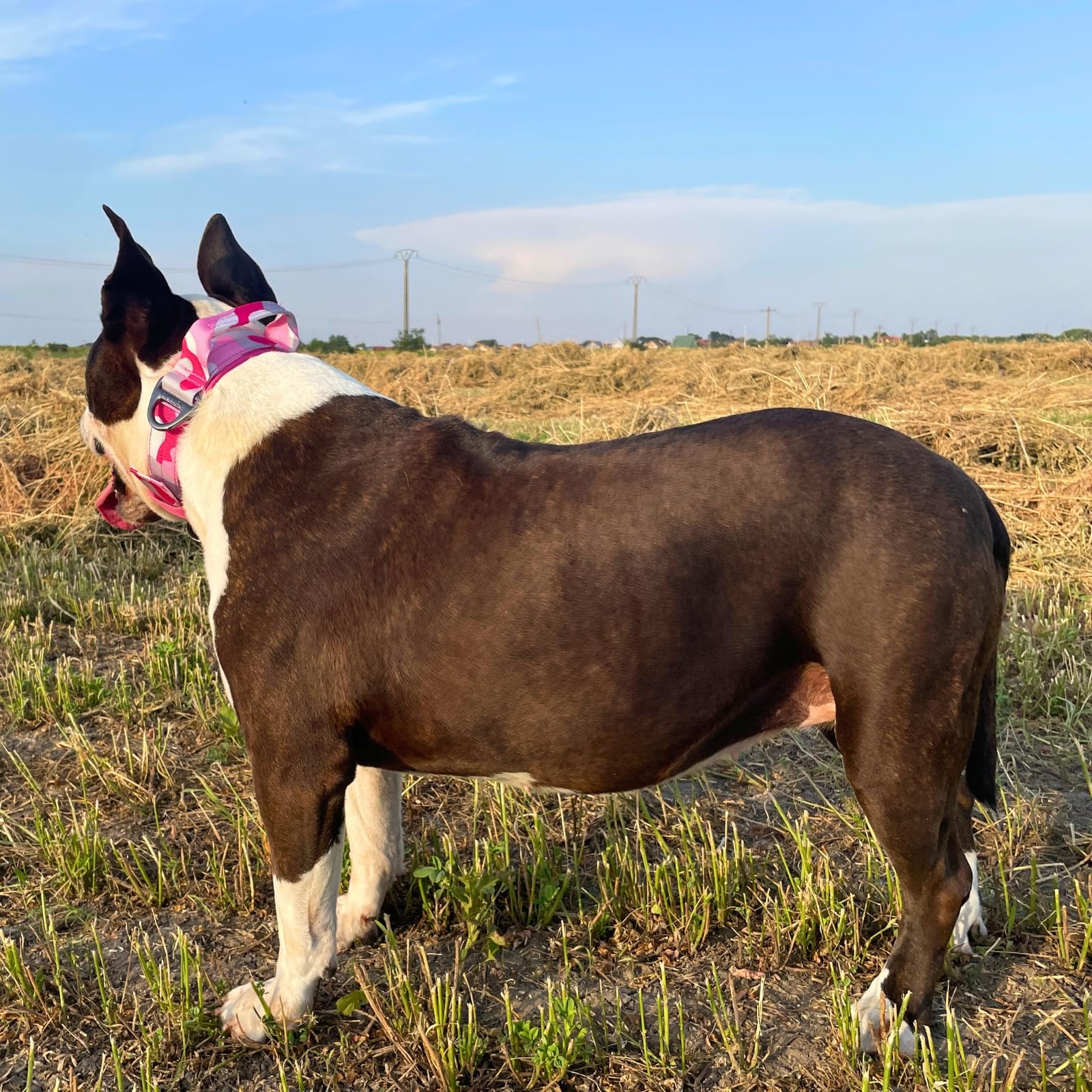 ADITYNA weather-resistant collar built for outdoor use in any weather.