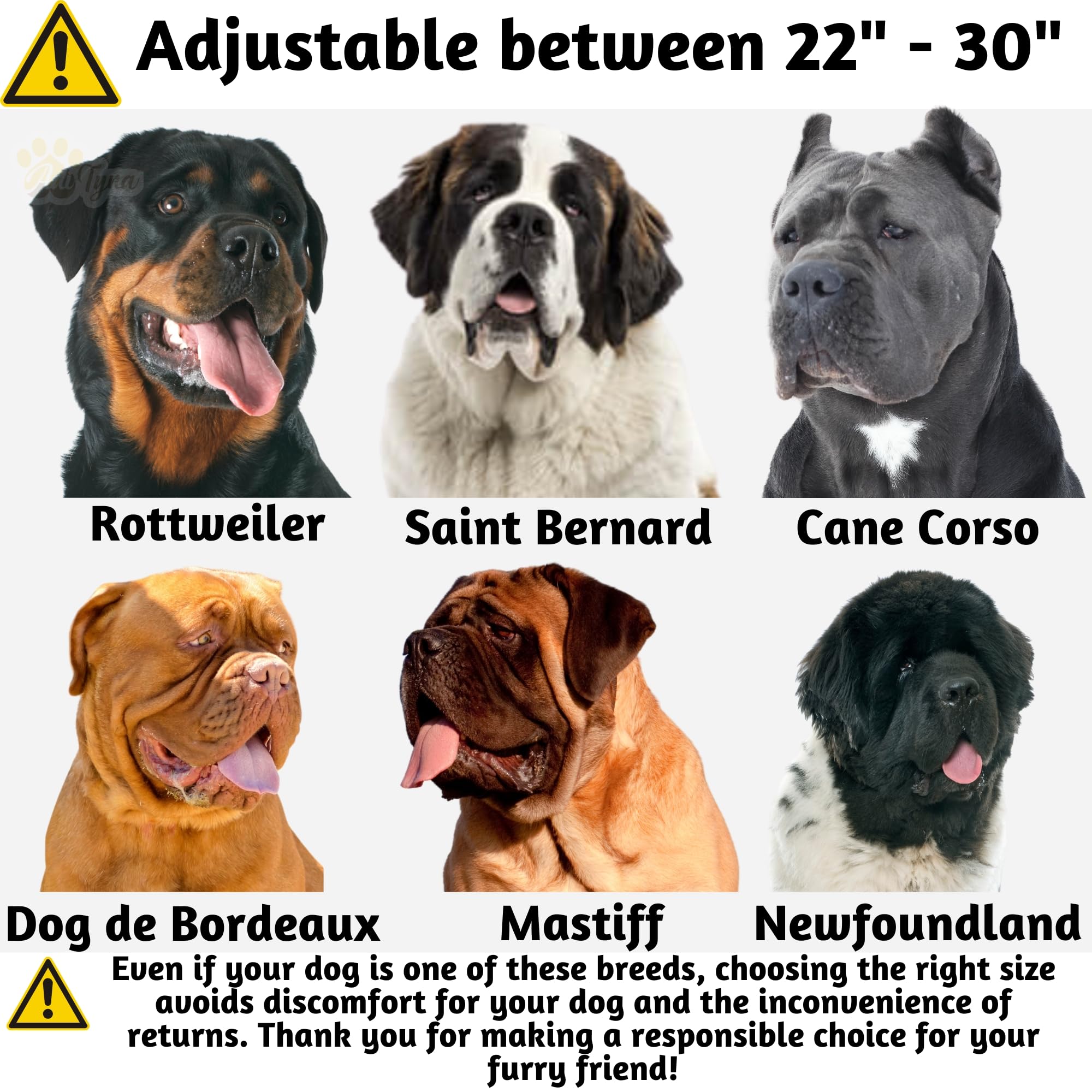 ADITYNA XL dog collar double-buckle detail for secure fit on large breeds