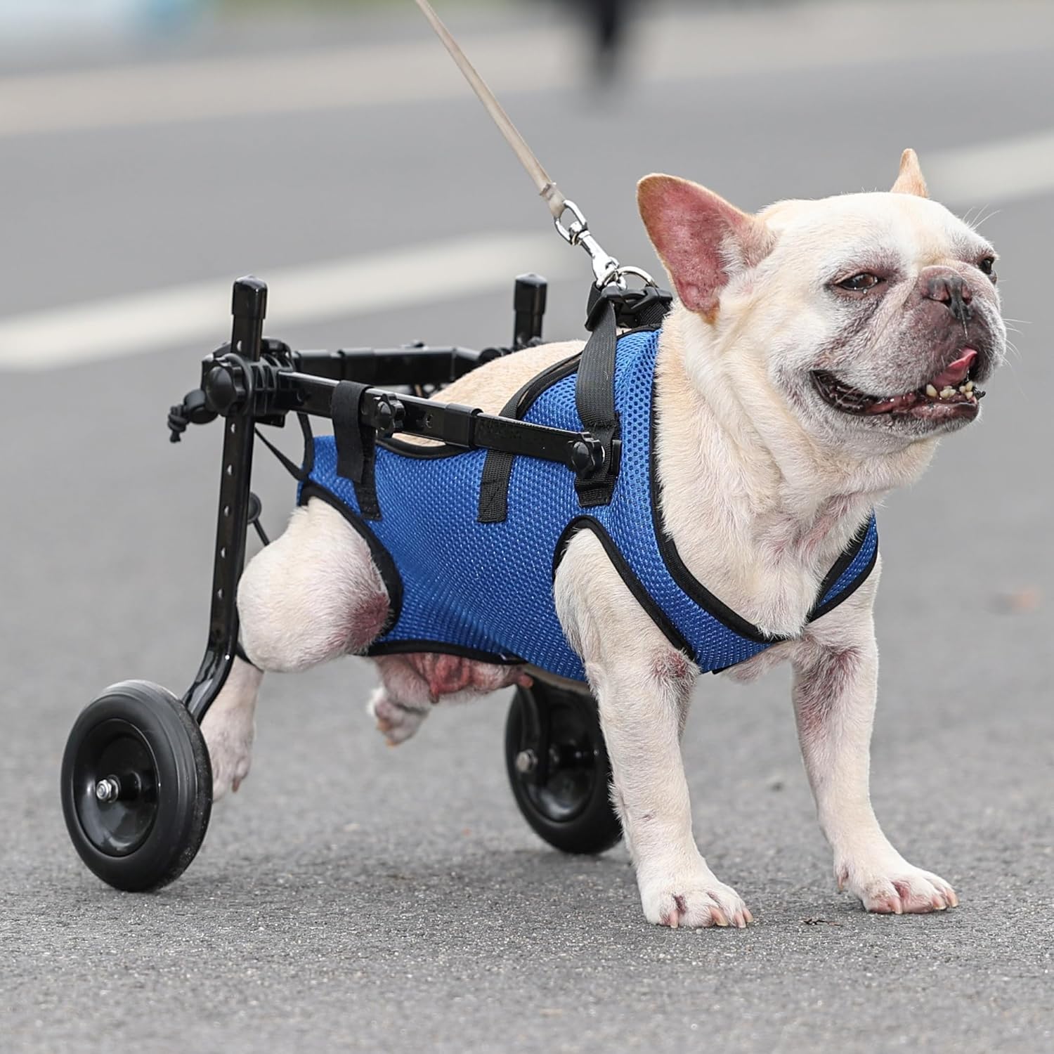 Adjustable Small Dog Wheelchair safety design reduces risk during activity.