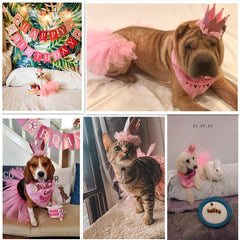 ADOGGYGO birthday banner creates a celebratory backdrop for photos