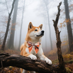 ADOGGYGO bowtie elastic dog collar offers easy on/off while keeping your pet adorable