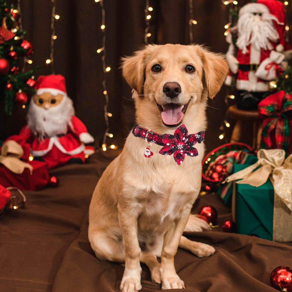 ADOGGYGO buffalo plaid snowflake collar on a happy dog for holidays.