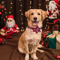 ADOGGYGO buffalo plaid snowflake collar on a happy dog for holidays.