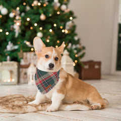 ADOGGYGO small-size Christmas bandana on a dog for comfortable everyday wear.