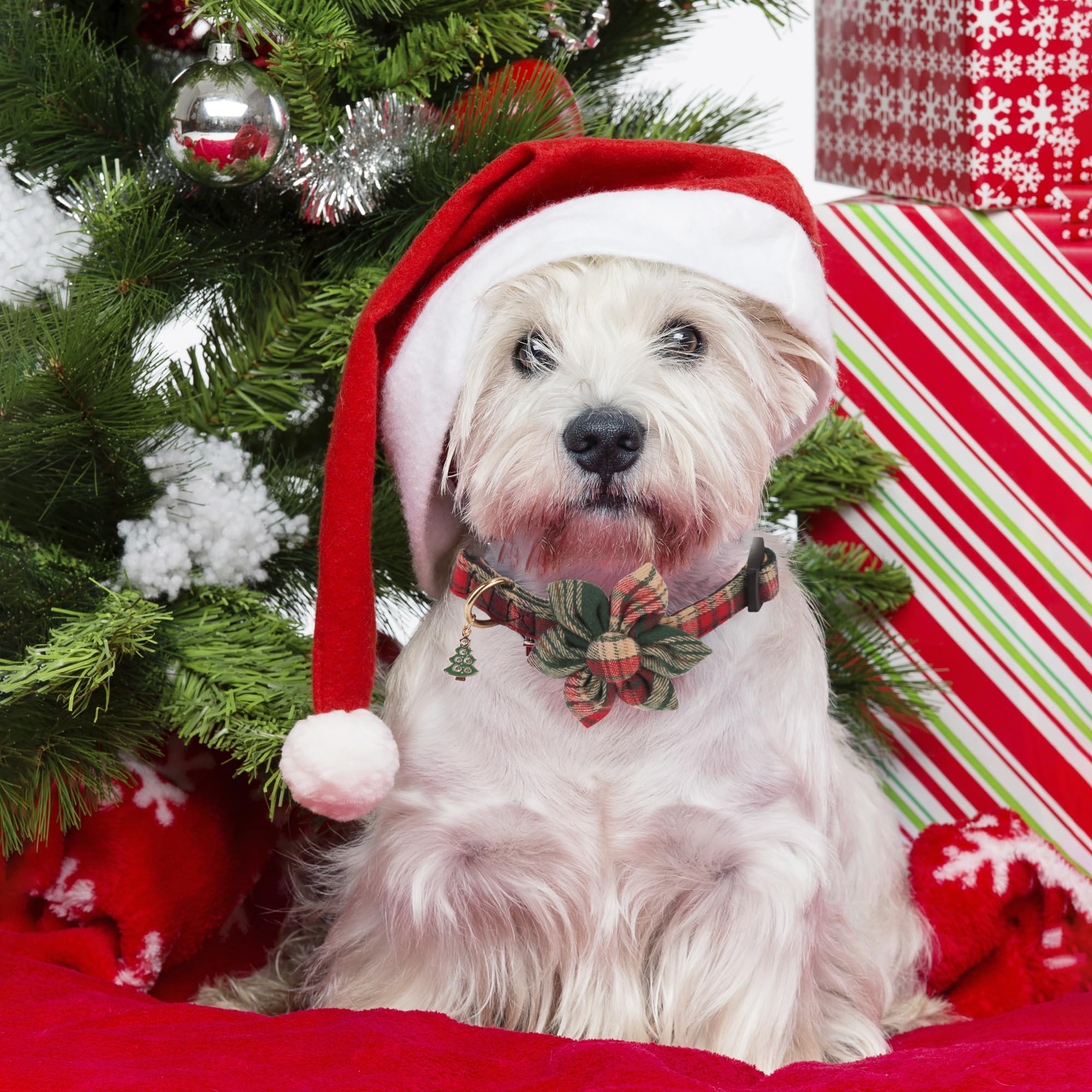 ADOGGYGO Christmas dog collar with green floral accent for everyday wear