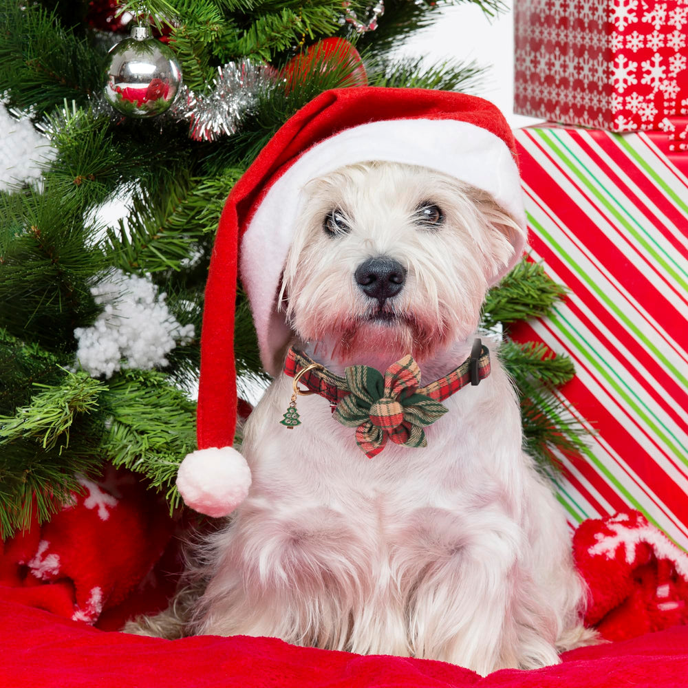 ADOGGYGO Christmas dog collar with green floral accent for everyday wear