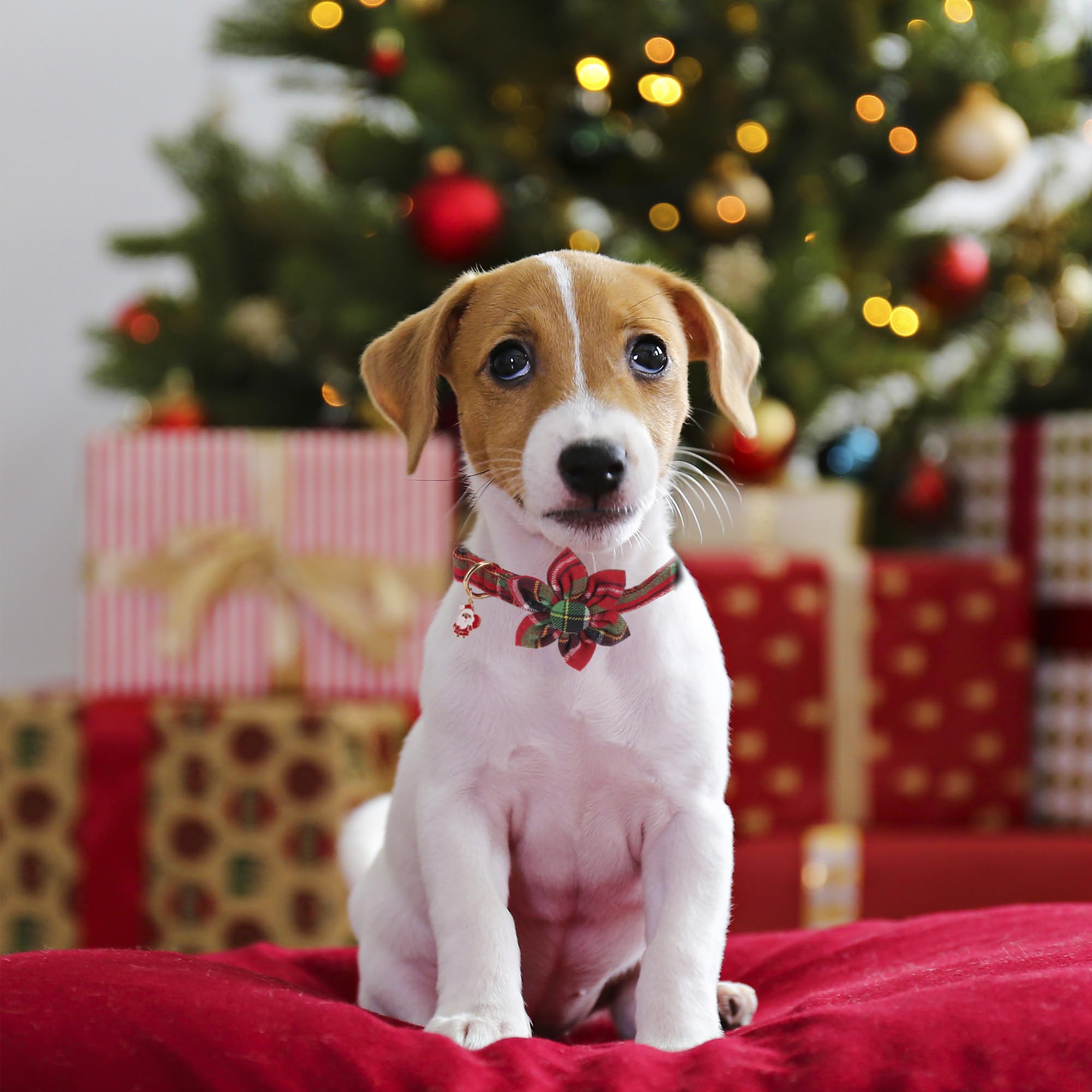 ADOGGYGO Christmas dog collar in red plaid for festive photo moments