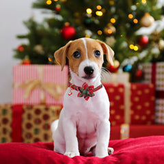 ADOGGYGO Christmas dog collar in red plaid for festive photo moments