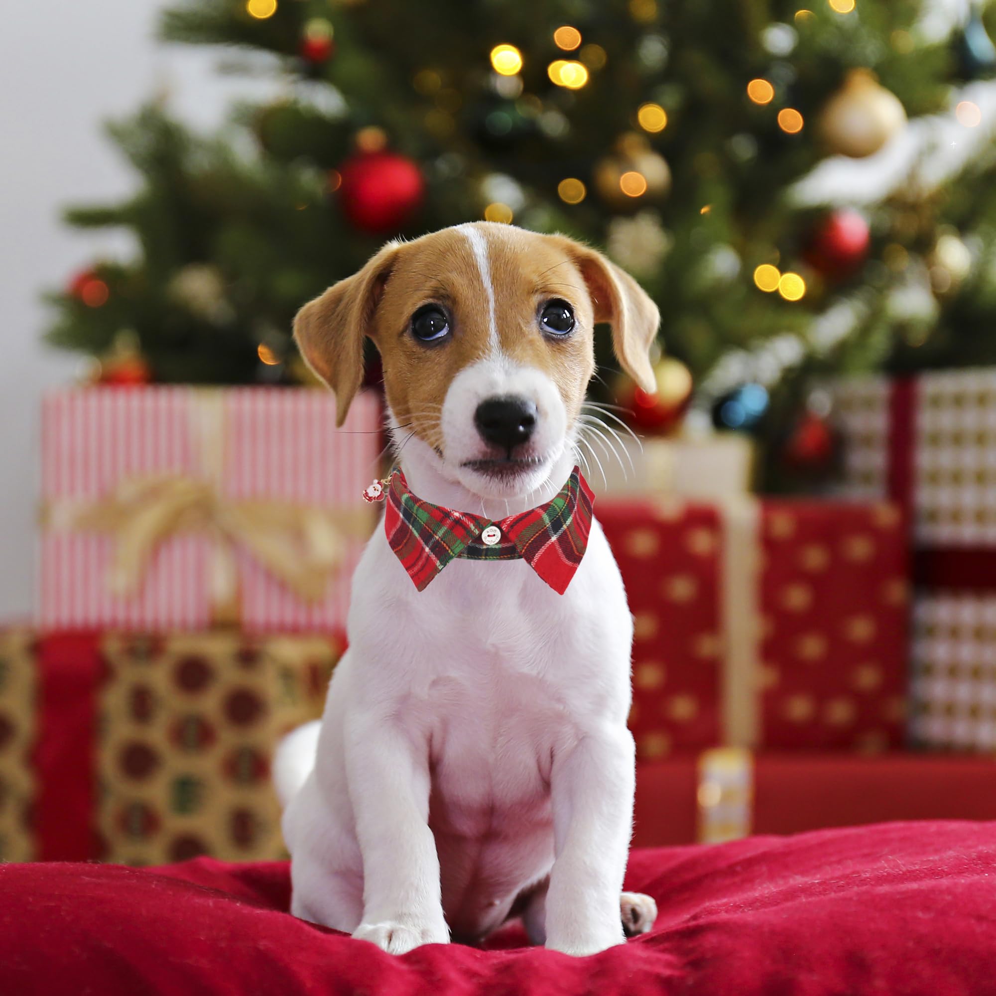 ADOGGYGO Christmas dog collar removable shirt-detail for versatile festive styling.
