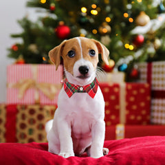 ADOGGYGO Christmas dog collar removable shirt-detail for versatile festive styling.